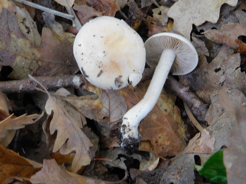 19 Fotogr.il 18.12.2021 sotto Leccio